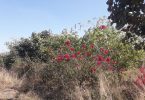 BHEL city administration planted more than one and a half lakh saplings in six years