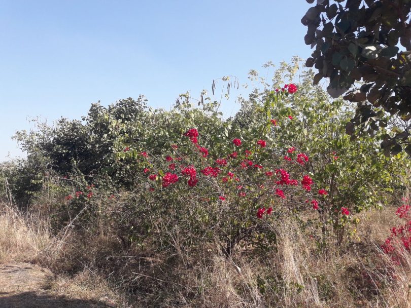 BHEL city administration planted more than one and a half lakh saplings in six years